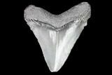 Juvenile Megalodon Tooth - Georgia #101384-1